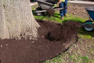 Mulching Tree Service Dayton Springfield Ohio