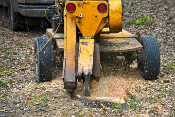 stump grinding tree service dayton springfield ohio