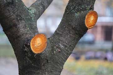 Tree-trimming-tree-service-dayton-springfield-ohio