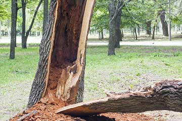 Dead Tree Needing to Be Removed in Dayton Ohio