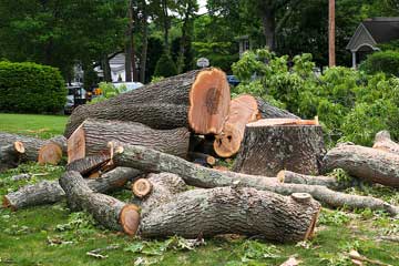 tree-removal-tree-services-dayton-springfield-ohio