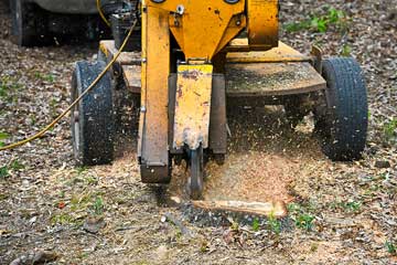 Stump grinding and removal services Dayton Ohio