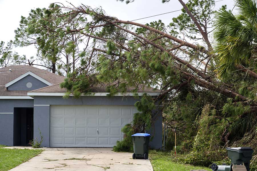 Tree Removal Services Dayton Ohio